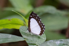 Stiboges nymphidia