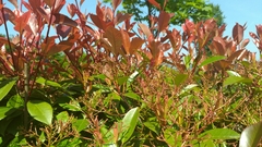 Photinia serrulata