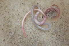 Glyceridae