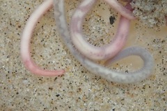 Glyceridae