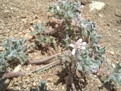 Loeseliastrum schottii