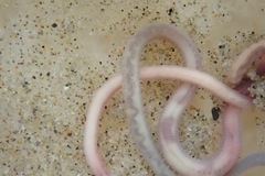 Glyceridae