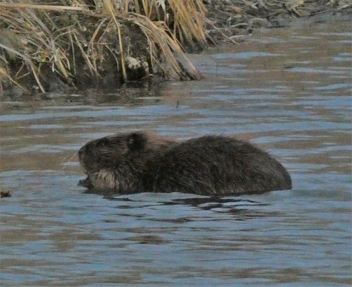 American Beaver photographed in Colorado
