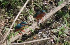 Alcedo atthis