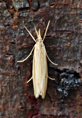 Hednota grammellus