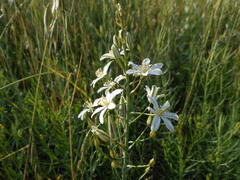 Ornithogalum pyramidale