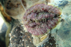 Dolabrifera dolabrifera