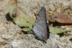 Baeotus japetus