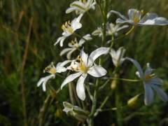 Ornithogalum pyramidale