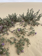 Monardella undulata