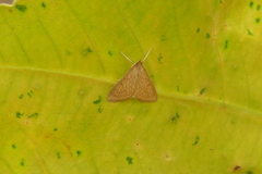 Ecpyrrhorrhoe damastesalis