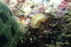 Thysanozoon tentaculatum