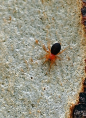 Scotospilus
