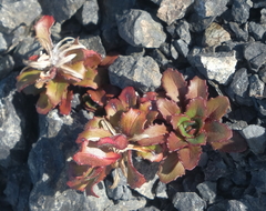 Epilobium forbesii