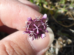 Trifolium dichotomum
