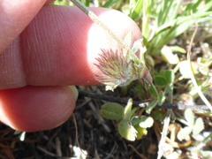 Trifolium dichotomum