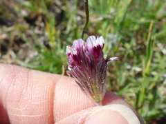 Trifolium dichotomum