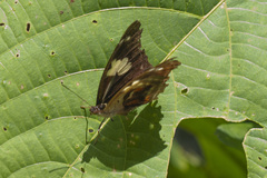 Catonephele numilia numilia