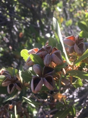 Magnoliopsida