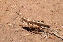 Pycnostictus seriatus