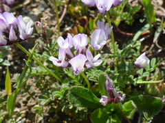 Astragalus breweri