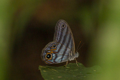 Chloreuptychia herseis
