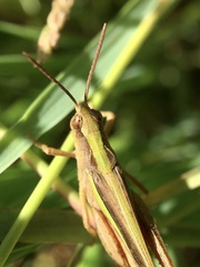 Aiolopus thalassinus