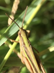 Aiolopus thalassinus