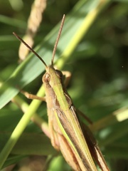 Aiolopus thalassinus