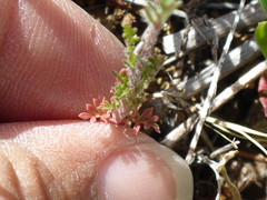 Gilia clivorum