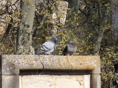Columba livia domestica