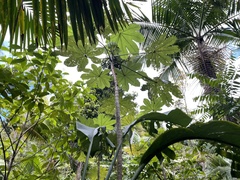 Cecropia schreberiana