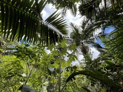 Cecropia schreberiana