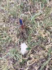 Tachypompilus ferrugineus