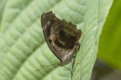 Catonephele numilia numilia