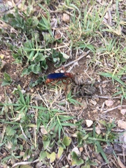 Tachypompilus ferrugineus