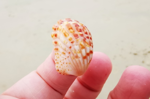Rectangular False Cockle — seen at this dive site