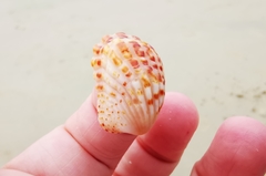 クロフトマヤガイ