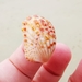 クロフトマヤガイ