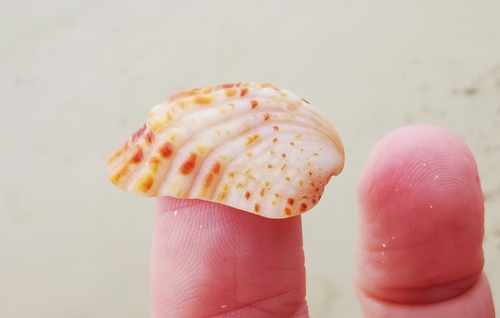 Rectangular False Cockle (Cardita variegata)