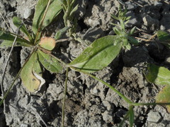 Hypochaeris achyrophorus