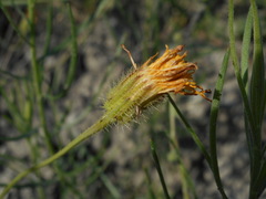 Hypochaeris achyrophorus