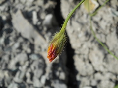 Hypochaeris achyrophorus