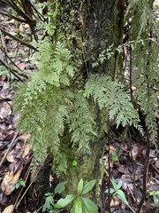 Hymenophyllales