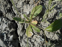 Hypochaeris achyrophorus
