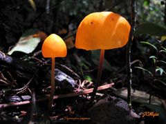 Hymenogloea papyracea