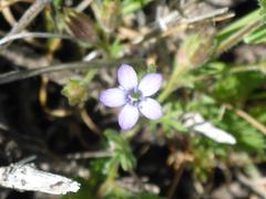 Gilia clivorum