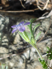 Gilia clivorum