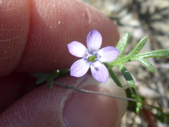 Gilia clivorum