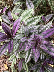Strobilanthes auriculata dyeriana